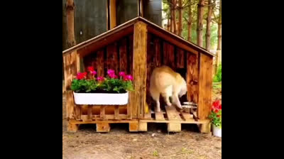 Tutorial to make a kennel for your dog