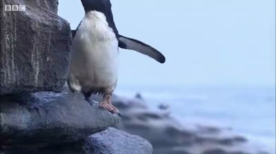 بطريق وصقور الكراكارا وبط ستيمر !