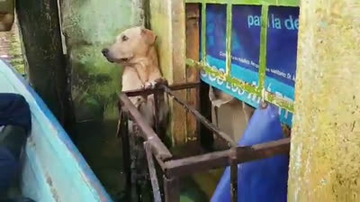 Rescue of a dog in the floods of Mexico