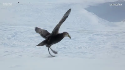 طائر (النوء العملاق) وهو يهجم على صغار (بطريق الإمبراطور) يريد أكل أحدهم... لكن يأتي بطل وينقذ حياتهم