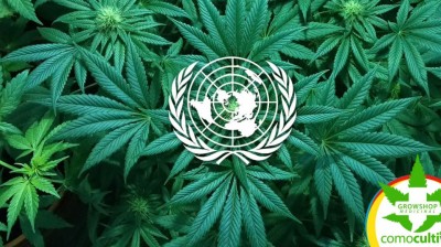La ONU reconoce por primera vez el uso de la marihuana con fines médicos